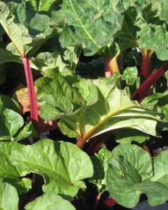 Rhubarb plant